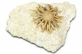 Cretaceous Fossil Urchin (Salenia) - Missour, Morocco #366921-1